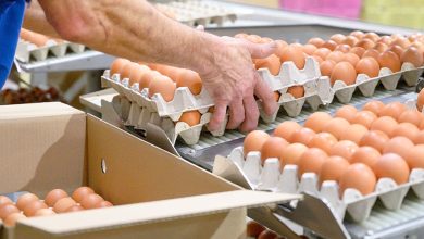 European project aims at sustainable and resilient egg production