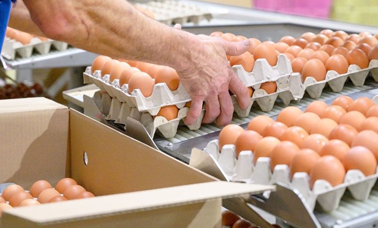 European project aims at sustainable and resilient egg production