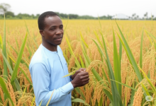 Dangote Group and Niger State Government Launch Collaborative Rice Initiative